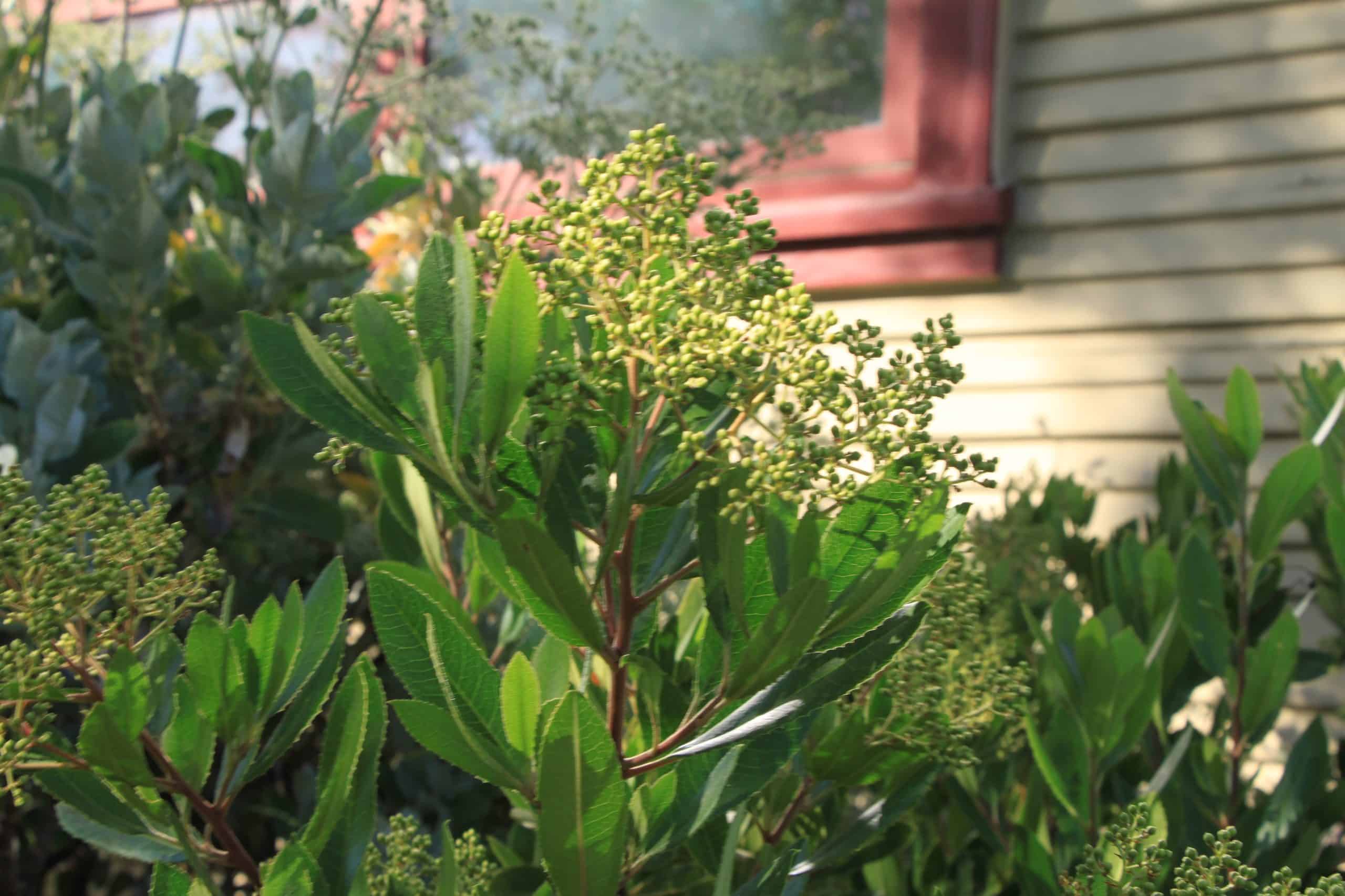 David Keller’s garden