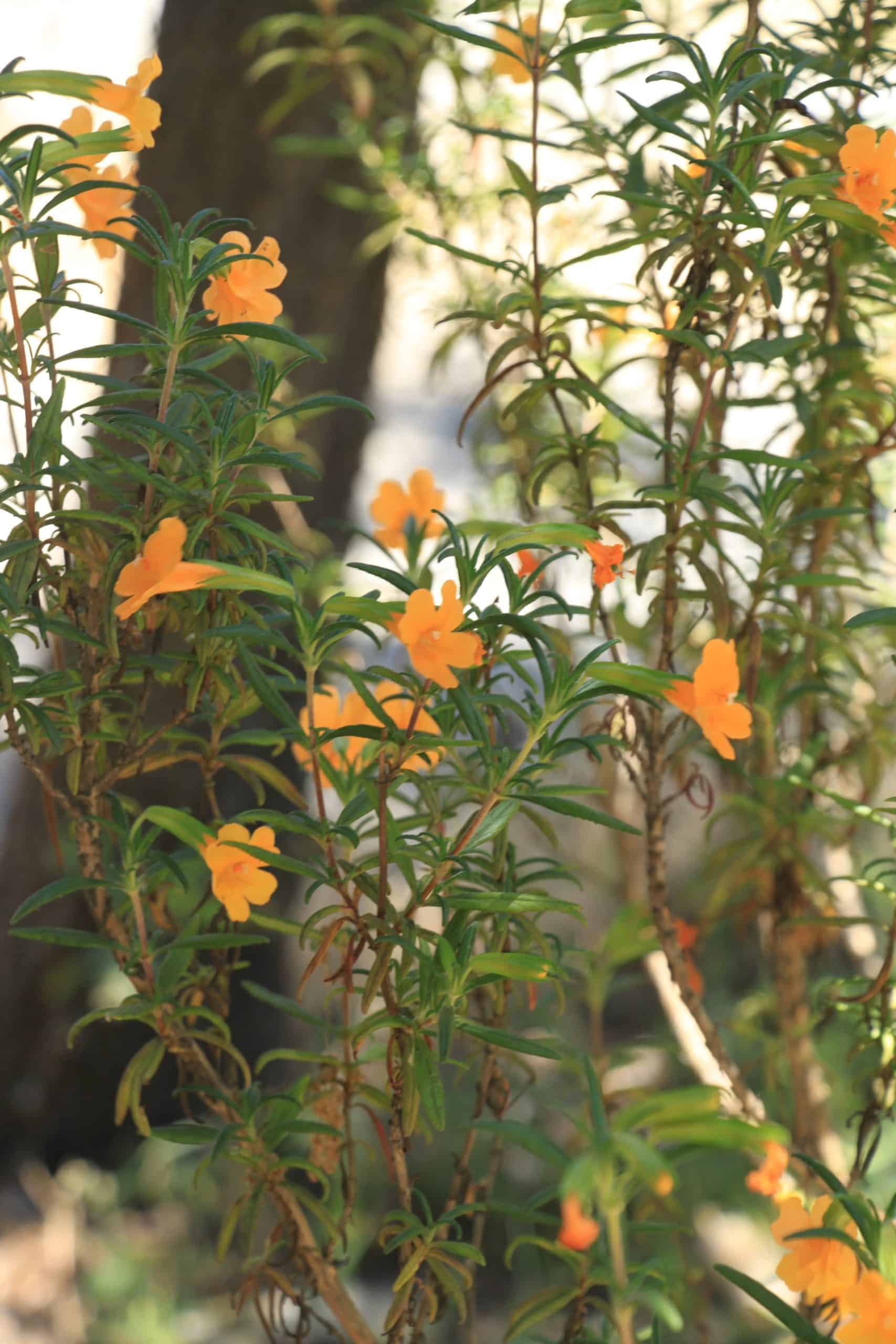 Sugarloaf Native Plant Garden