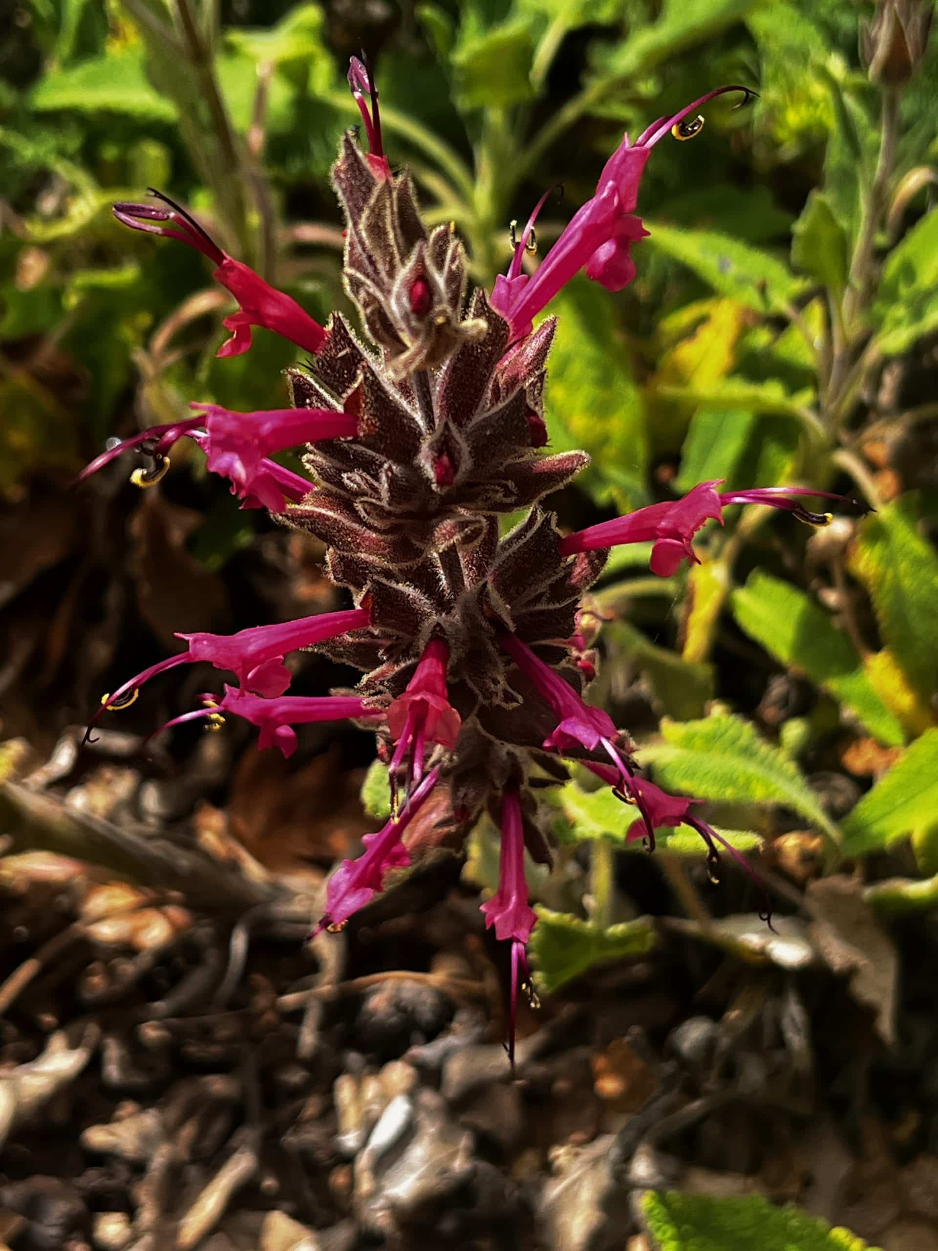 Arlene Baxter and David Mostardi’s garden