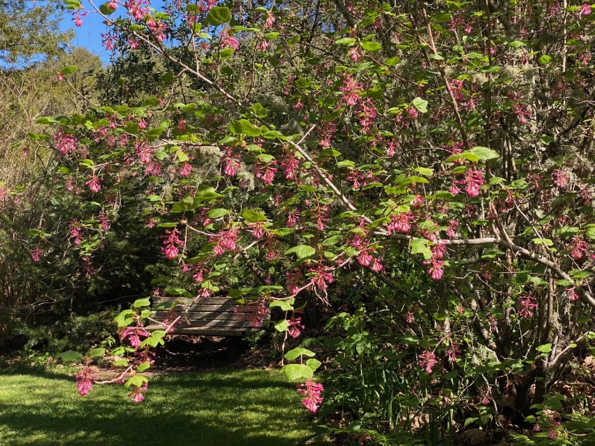 Pollinator Post 3/6/26 (2) - Bringing Back the Natives Garden Tour and ...