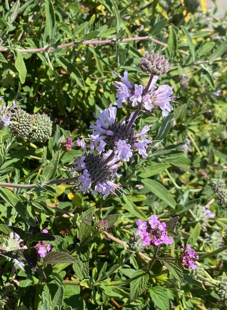 IMG_3165.jpeg