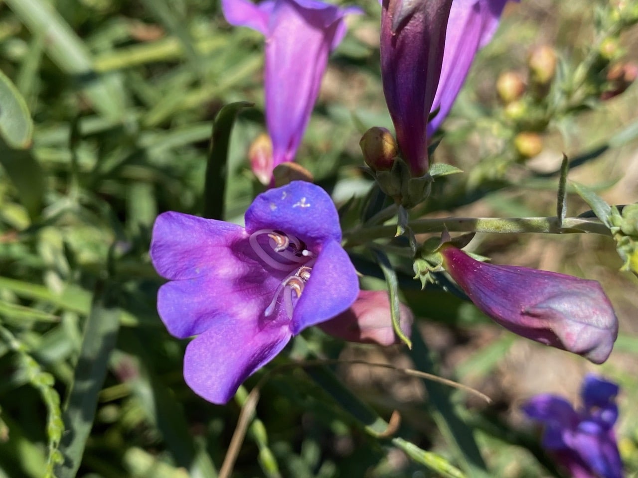 IMG_3607.jpeg