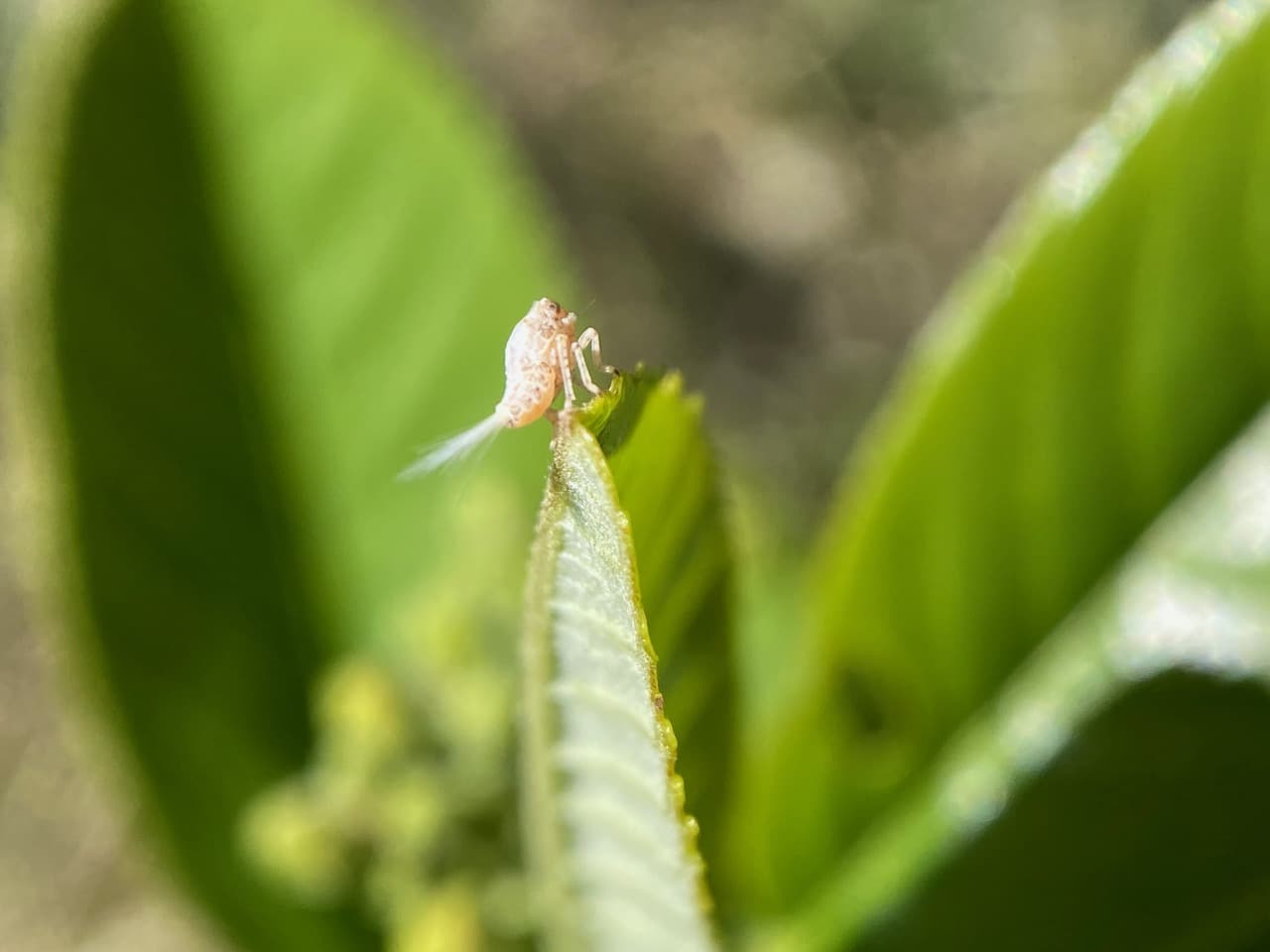 IMG_4550.jpeg