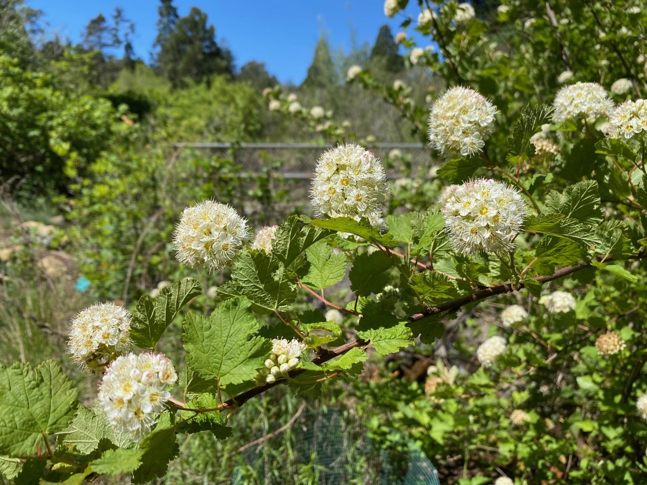 IMG_5446.jpeg