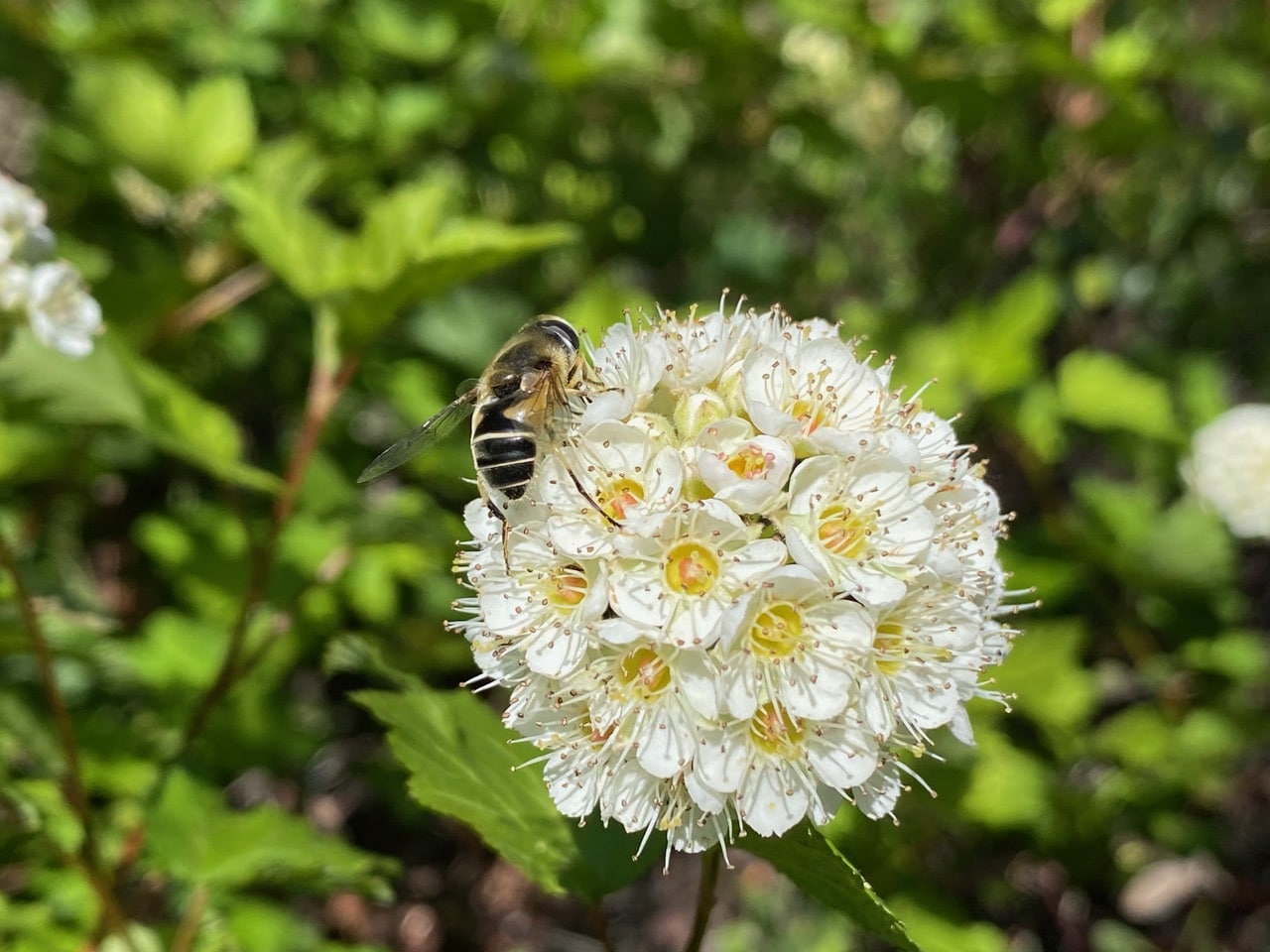 IMG_5496.jpeg