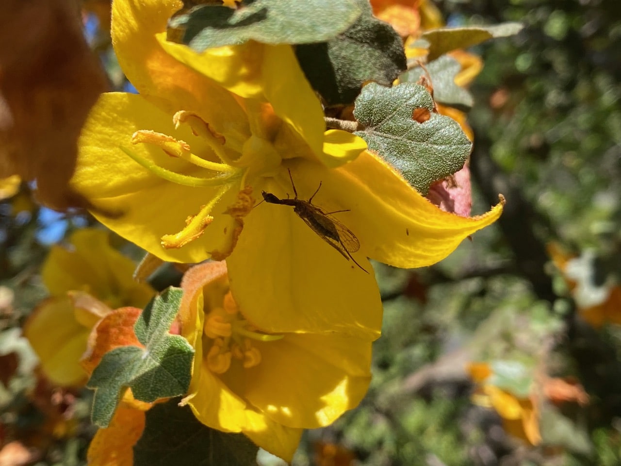 IMG_5519.jpeg