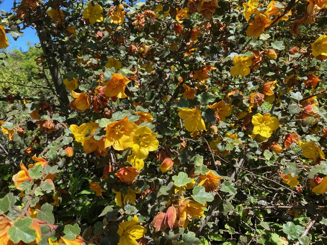 IMG_5520.jpeg
