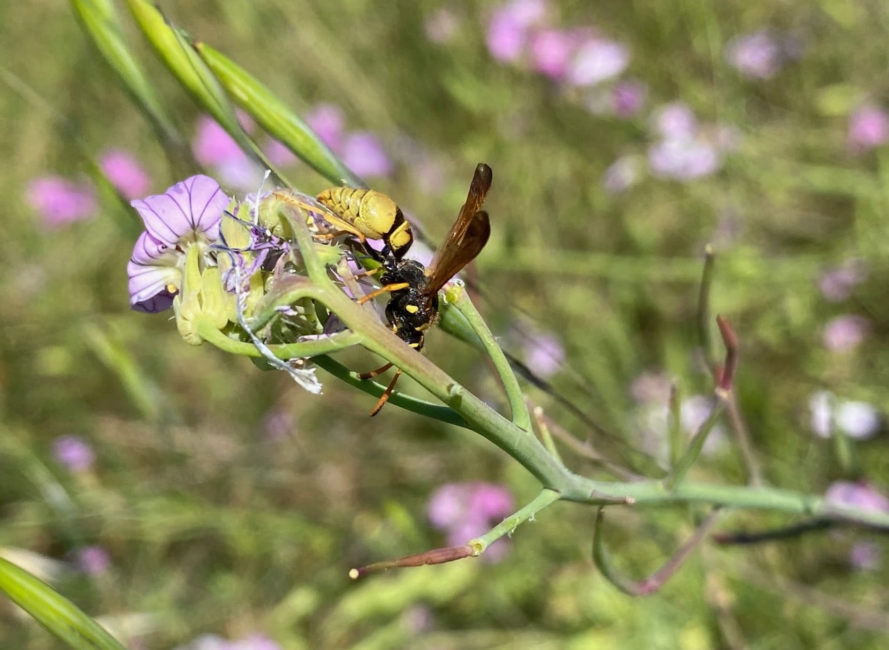 IMG_6790.jpeg