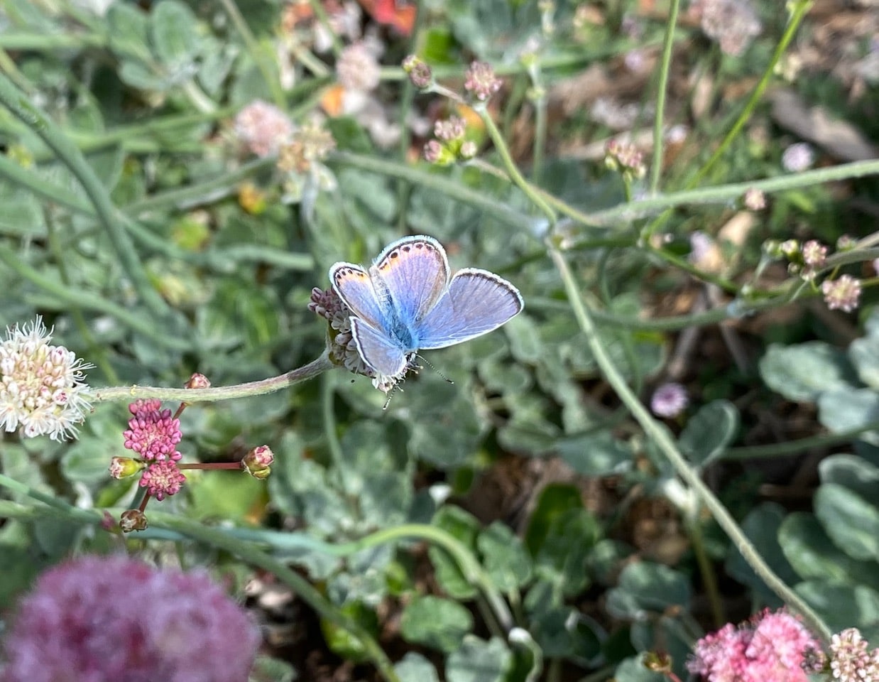 IMG_0043.jpeg