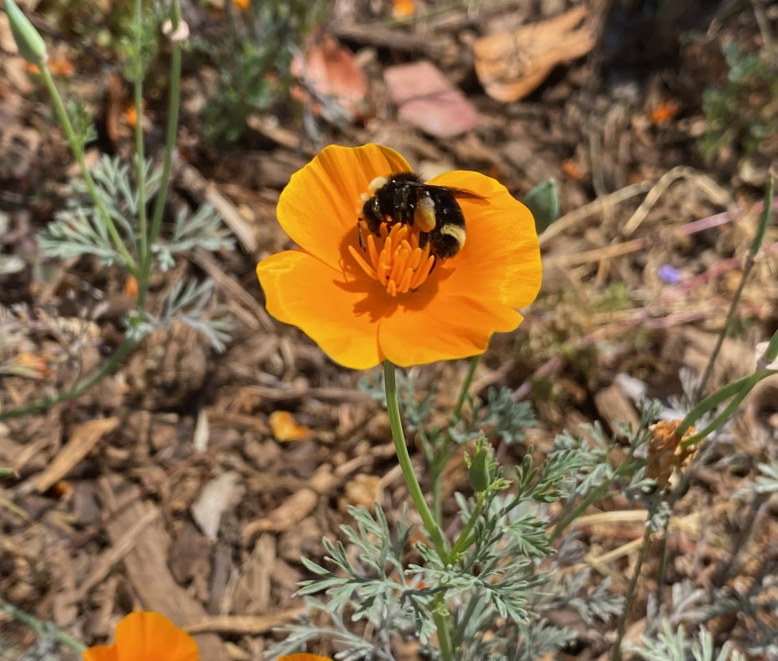 IMG_0145.jpeg