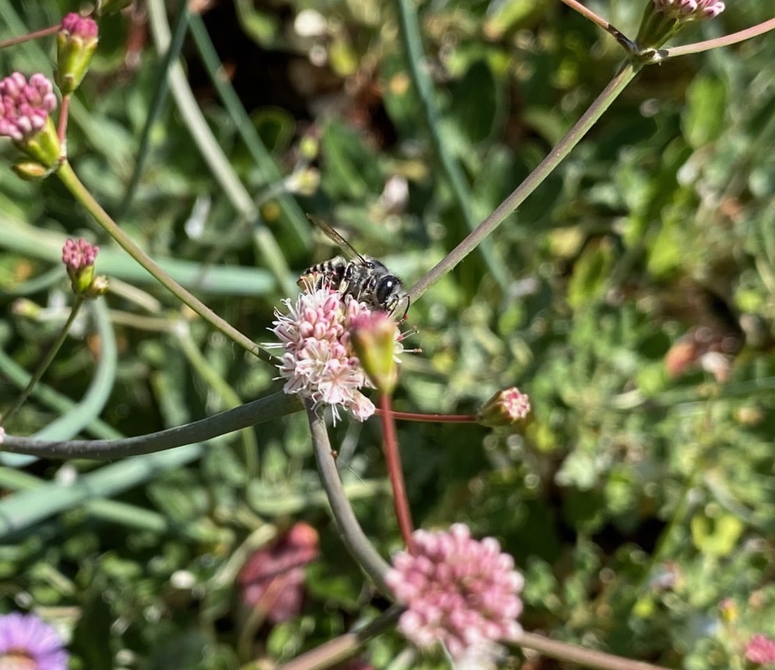 IMG_0149.jpeg
