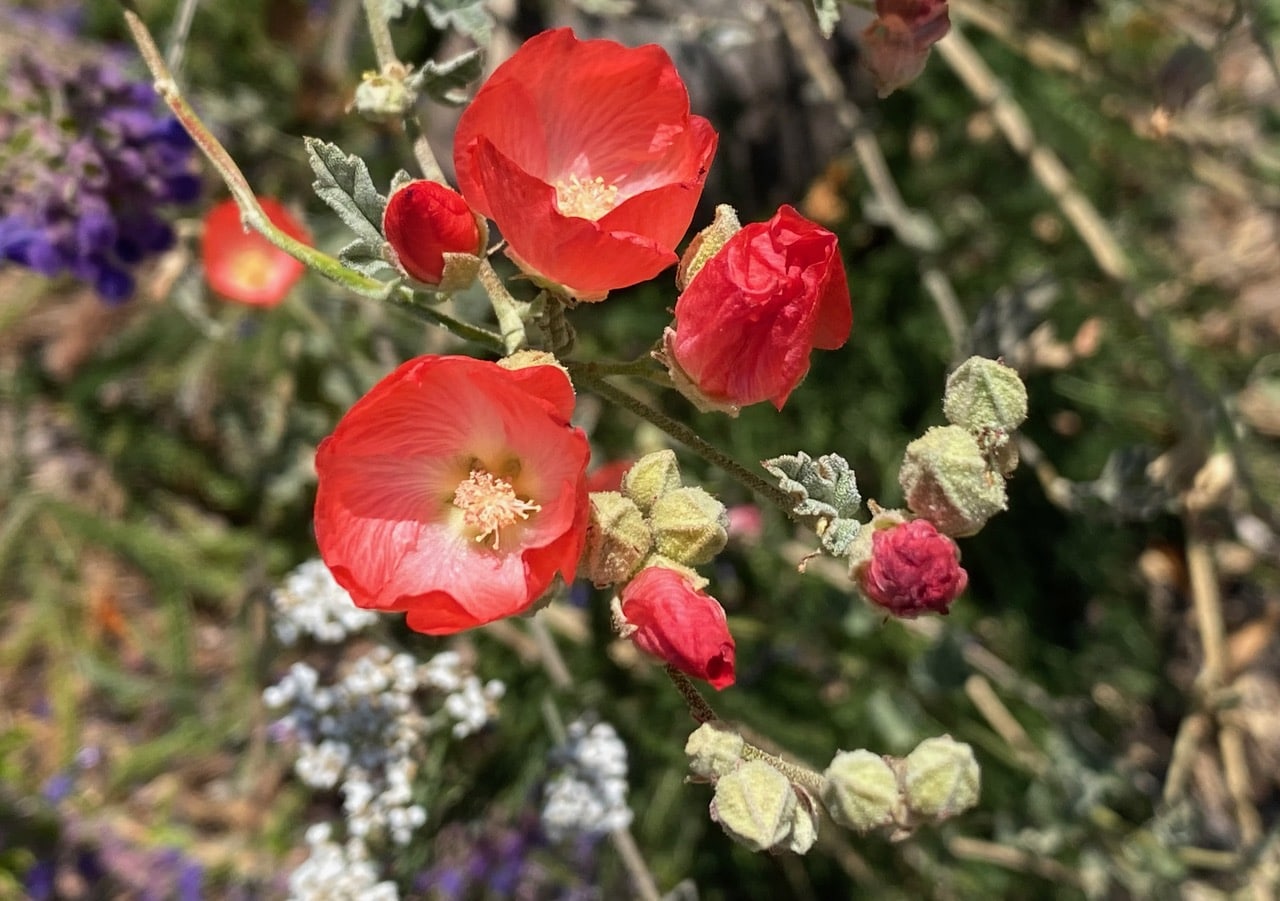 IMG_0451.jpeg
