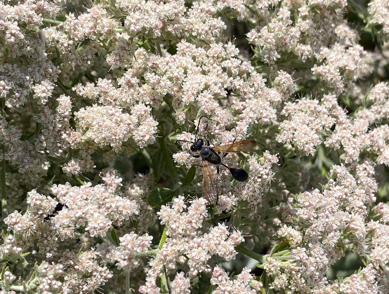 IMG_0677.jpeg