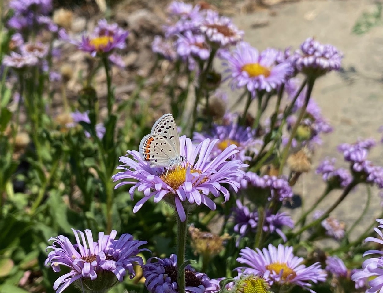 IMG_0754.jpeg