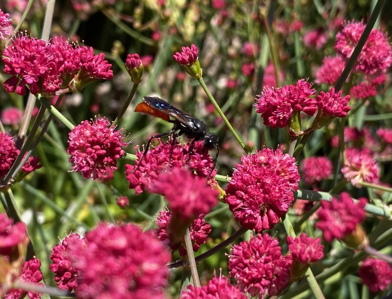 IMG_1206.jpeg