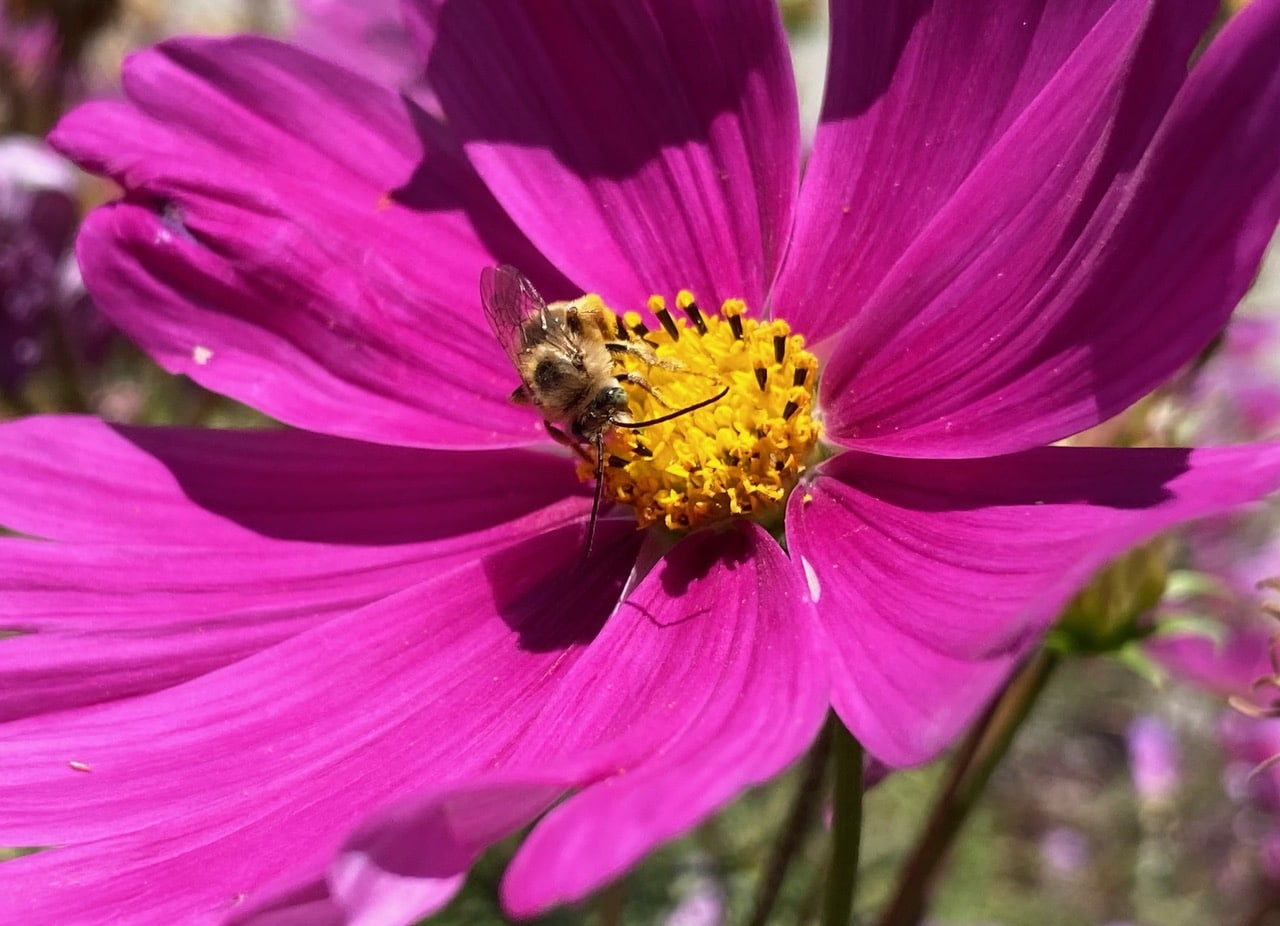 IMG_1235.jpeg