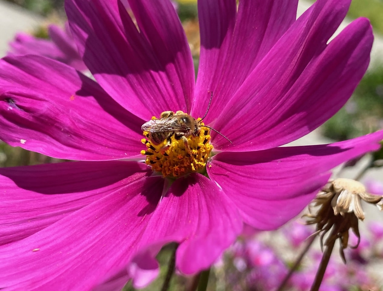 IMG_1241.jpeg
