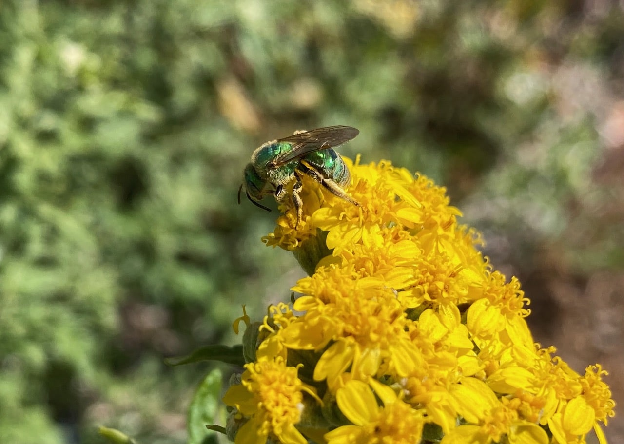 IMG_1279.jpeg