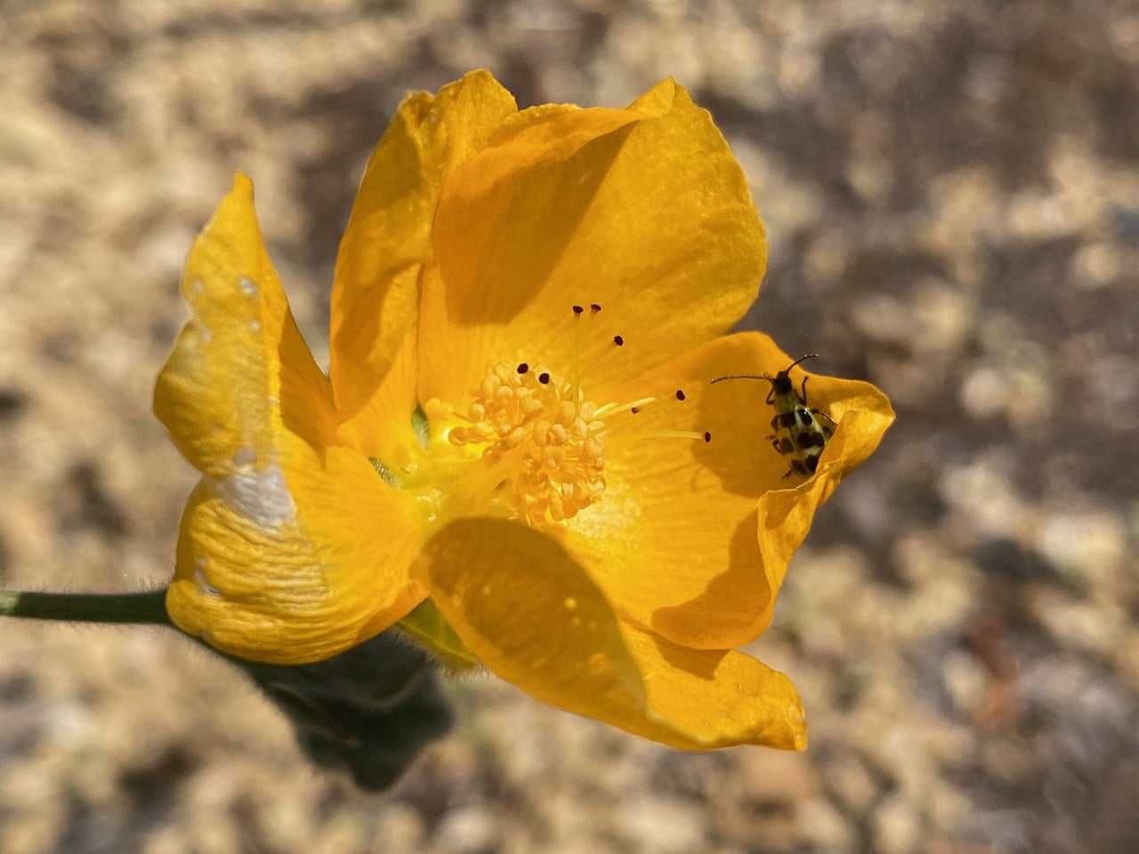 IMG_2881.jpeg