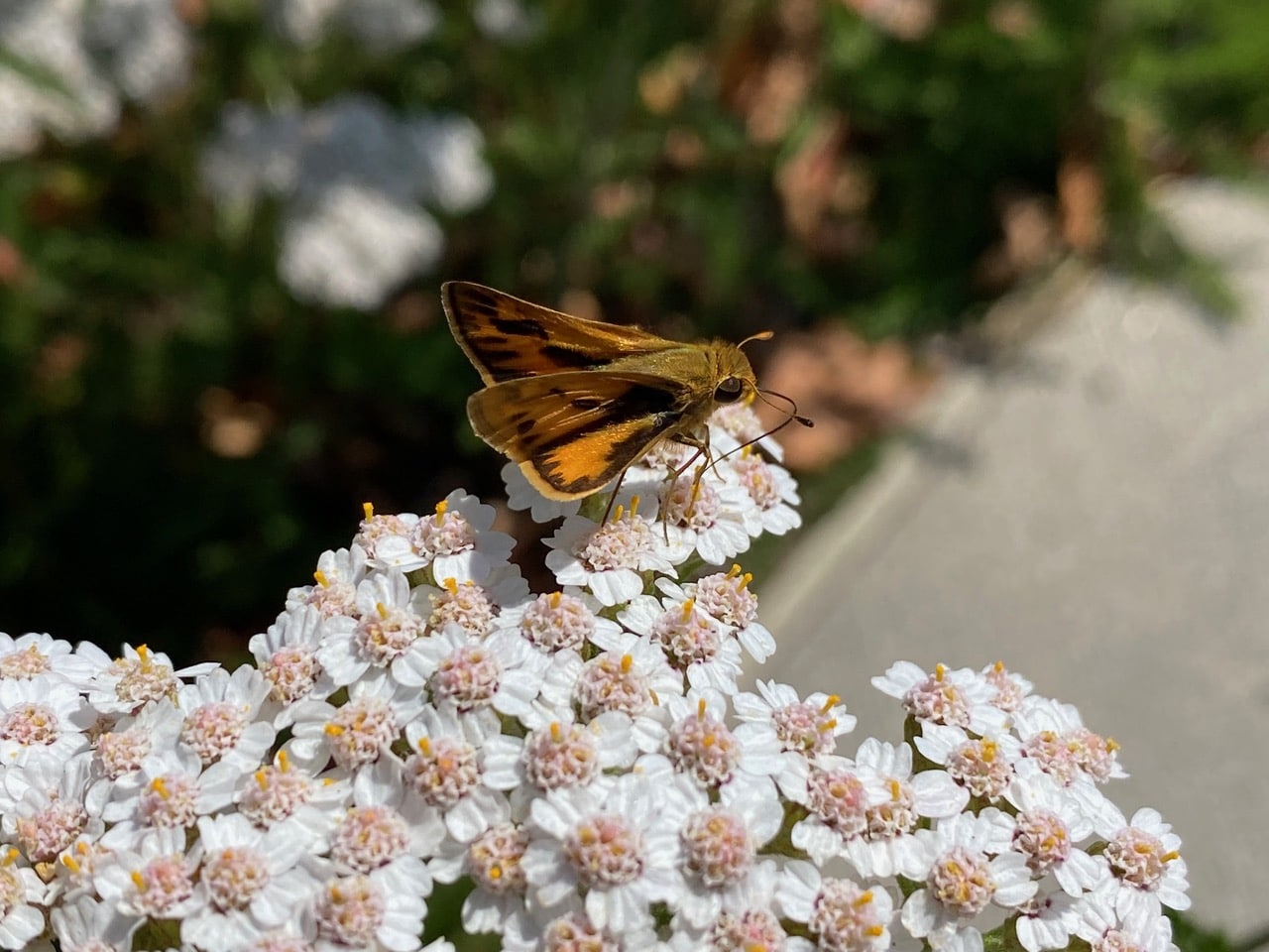IMG_2962.jpeg