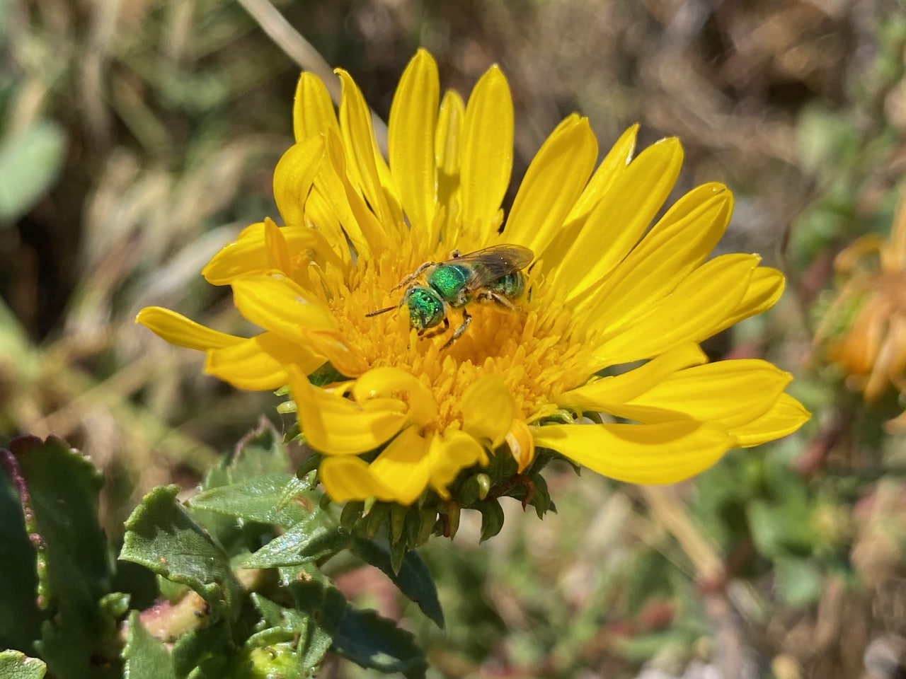 IMG_3852.jpeg