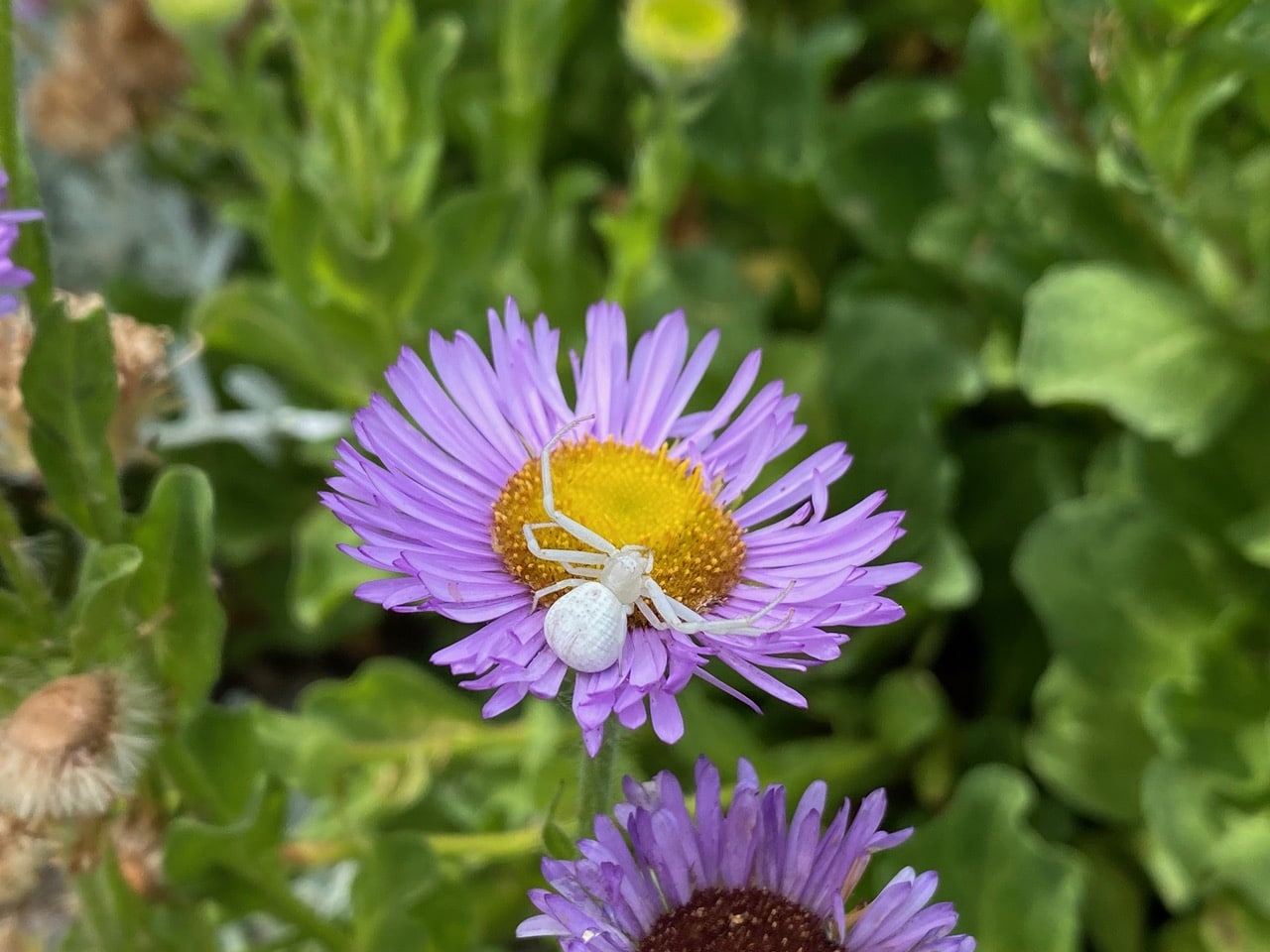 IMG_4810.jpeg