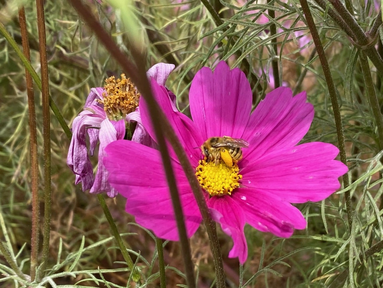 IMG_4817.jpeg