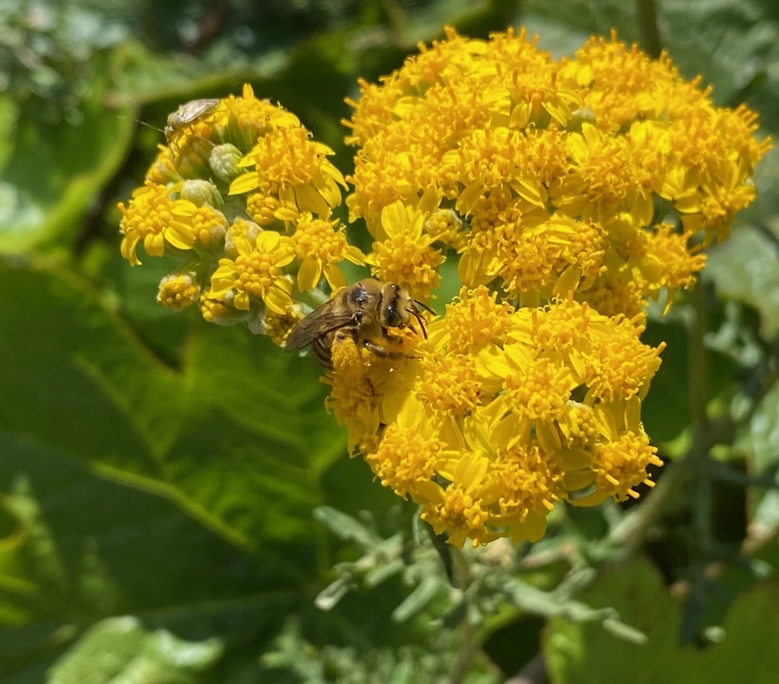 IMG_5080.jpeg