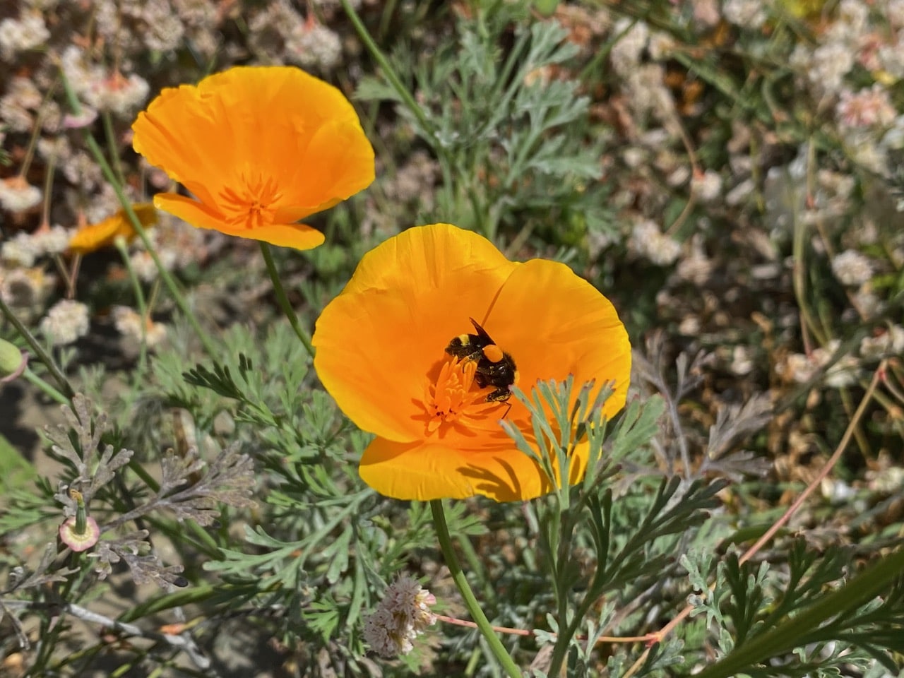 IMG_5098.jpeg