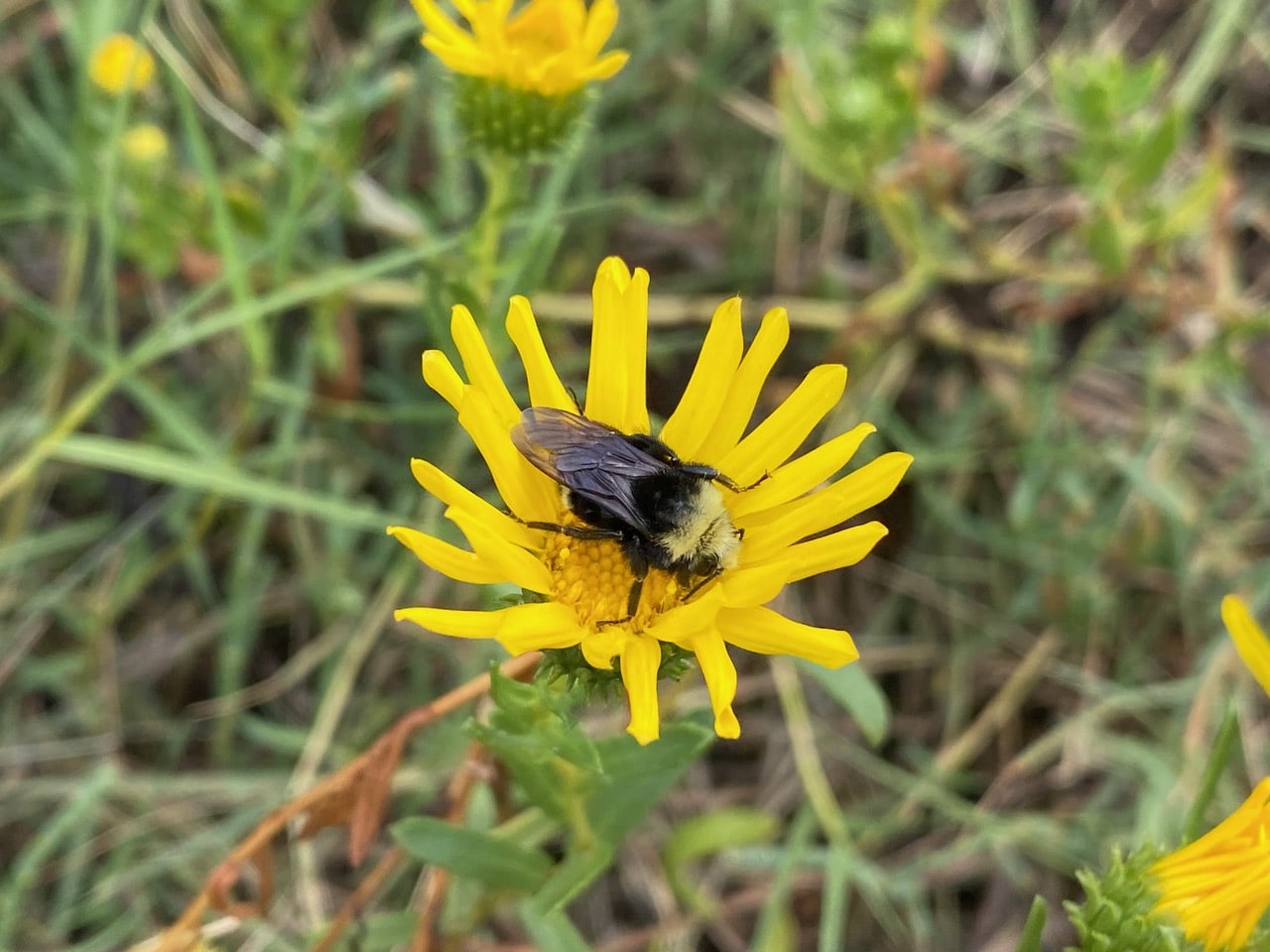IMG_6657.jpeg