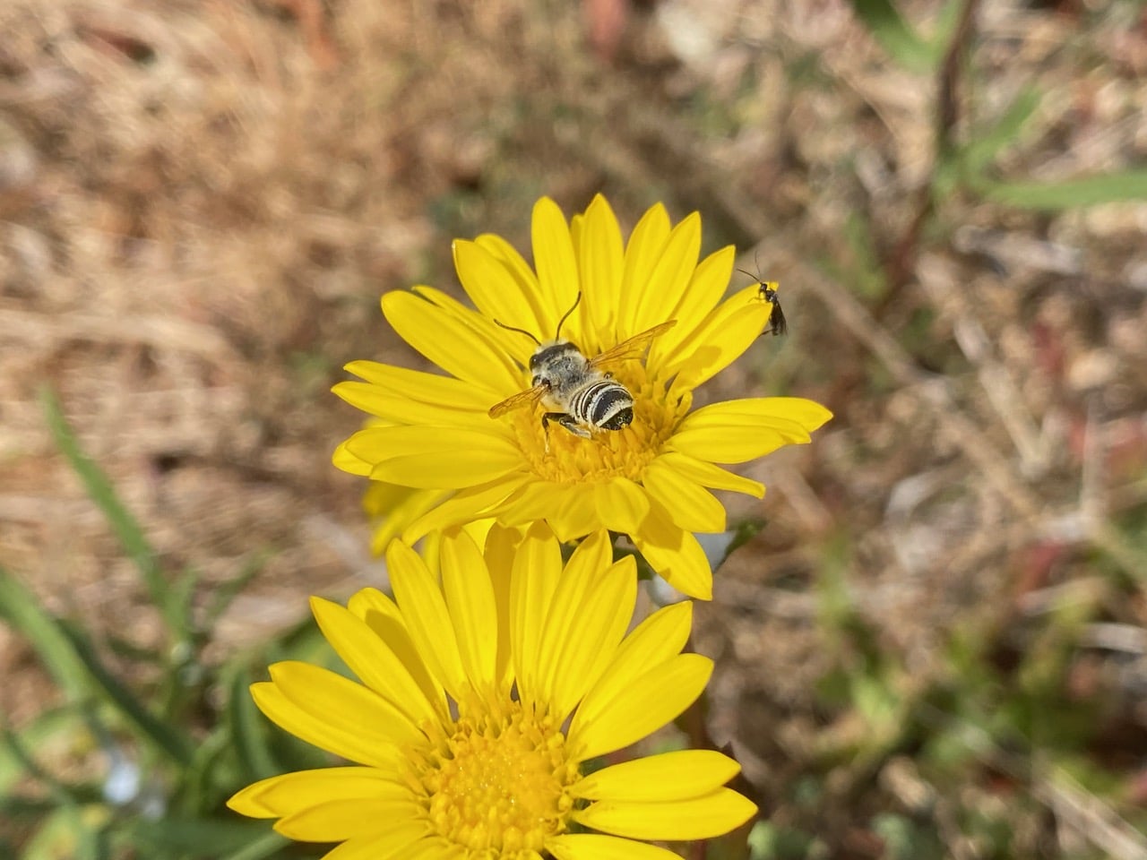 IMG_0050.jpeg