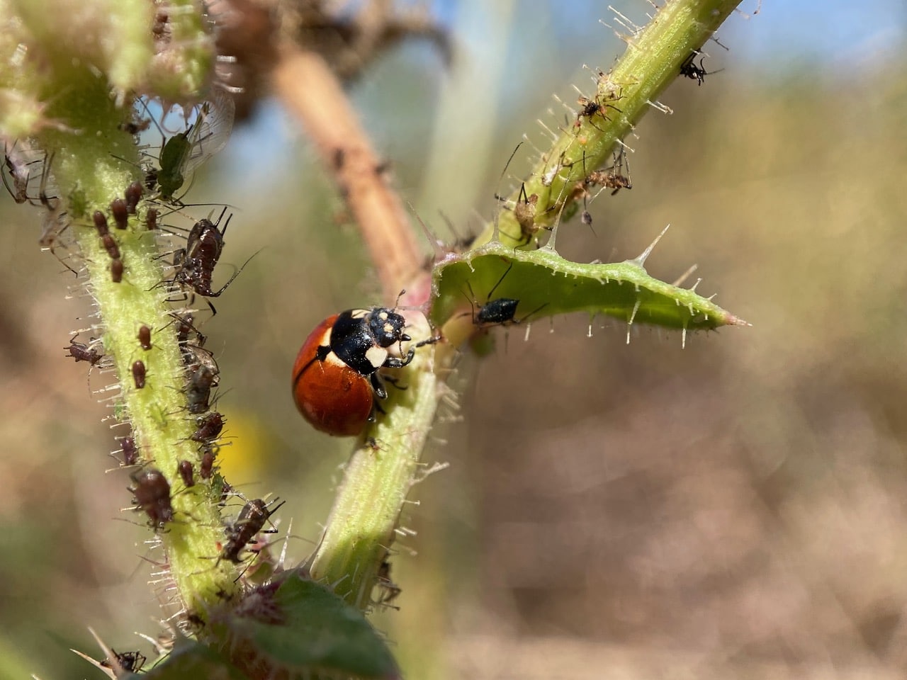 IMG_7837.jpeg