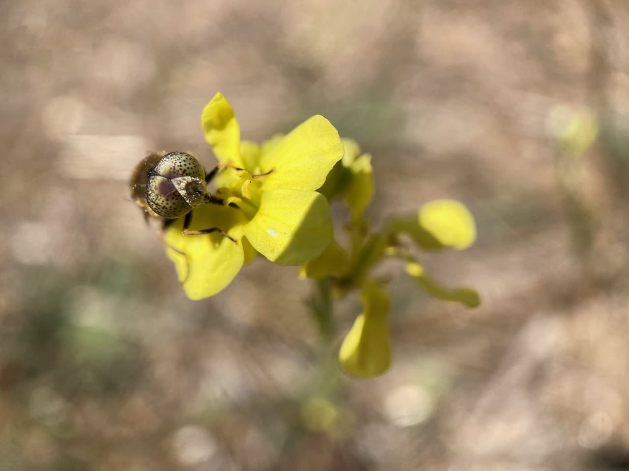 IMG_8339.jpeg