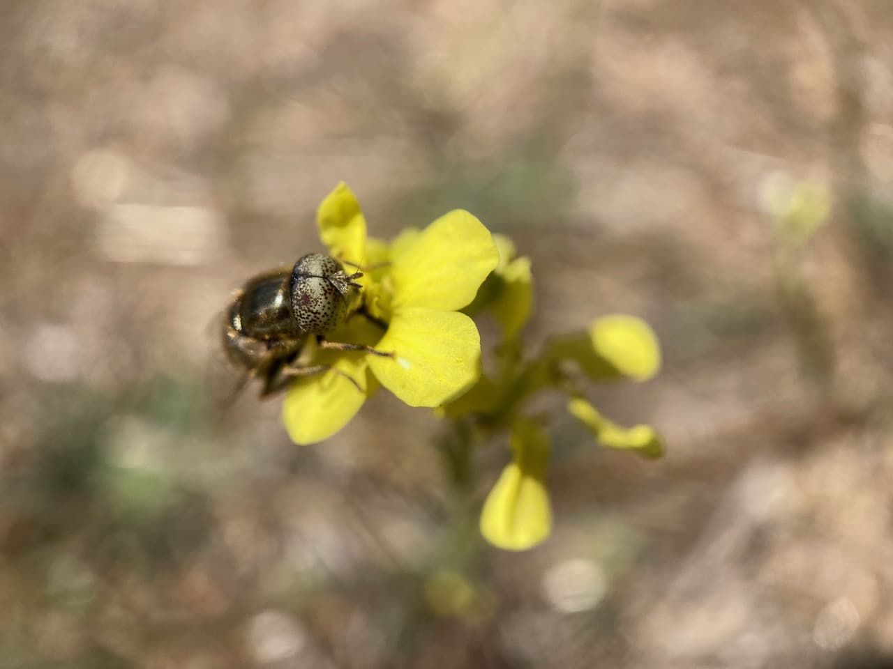 IMG_8340.jpeg