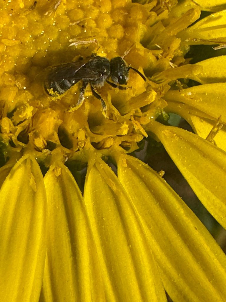 Tripartite Sweat Bee