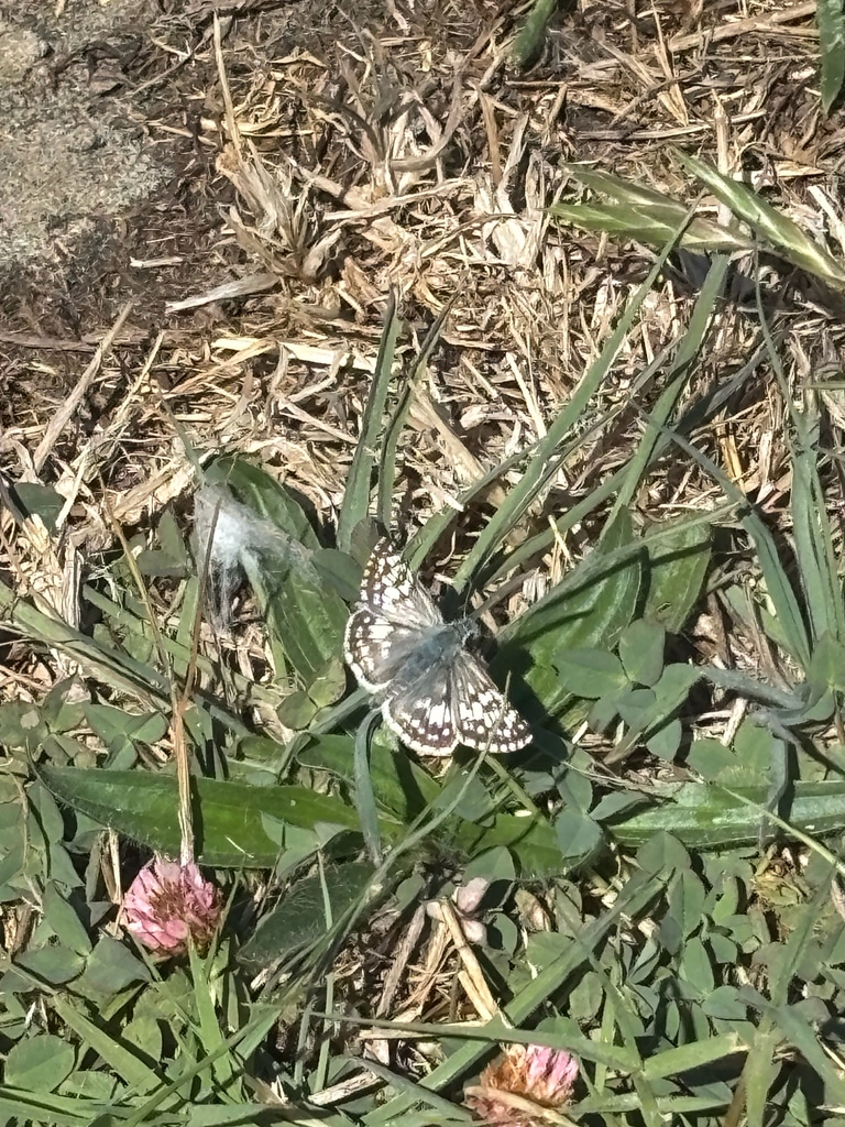 Common Checkered Skipper