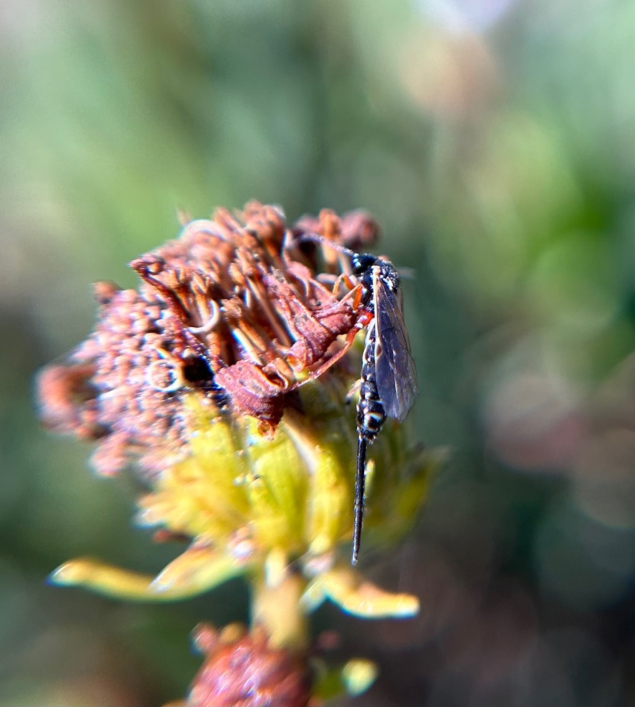 Glypta parasitoid wasp on Grindelia