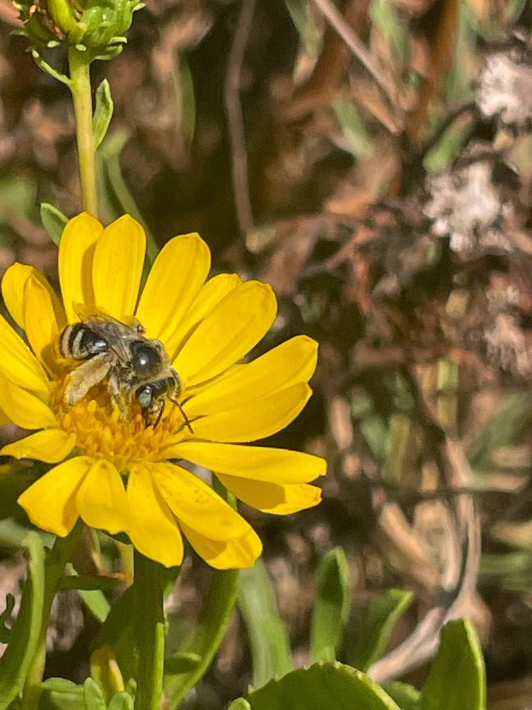 Longhorn bee on Grindelia, photo 2