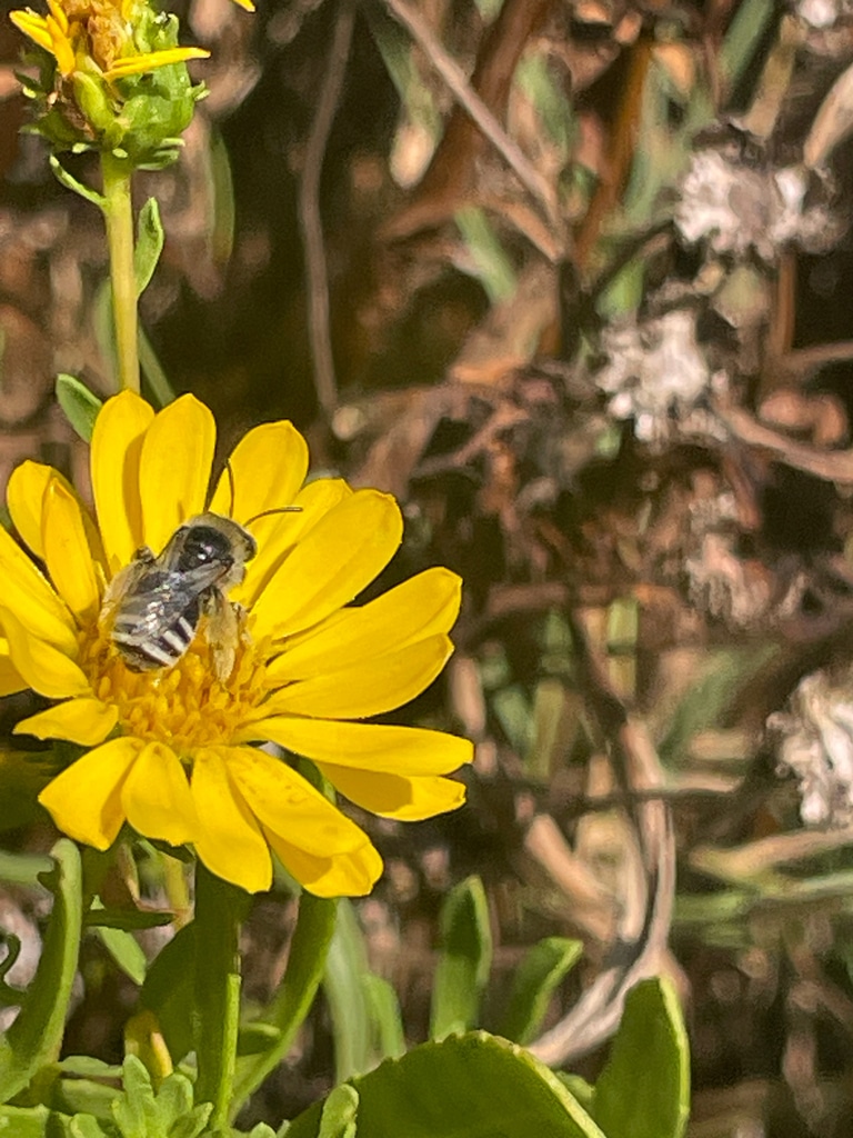 Longhorn bee on Grindelia, photo 3