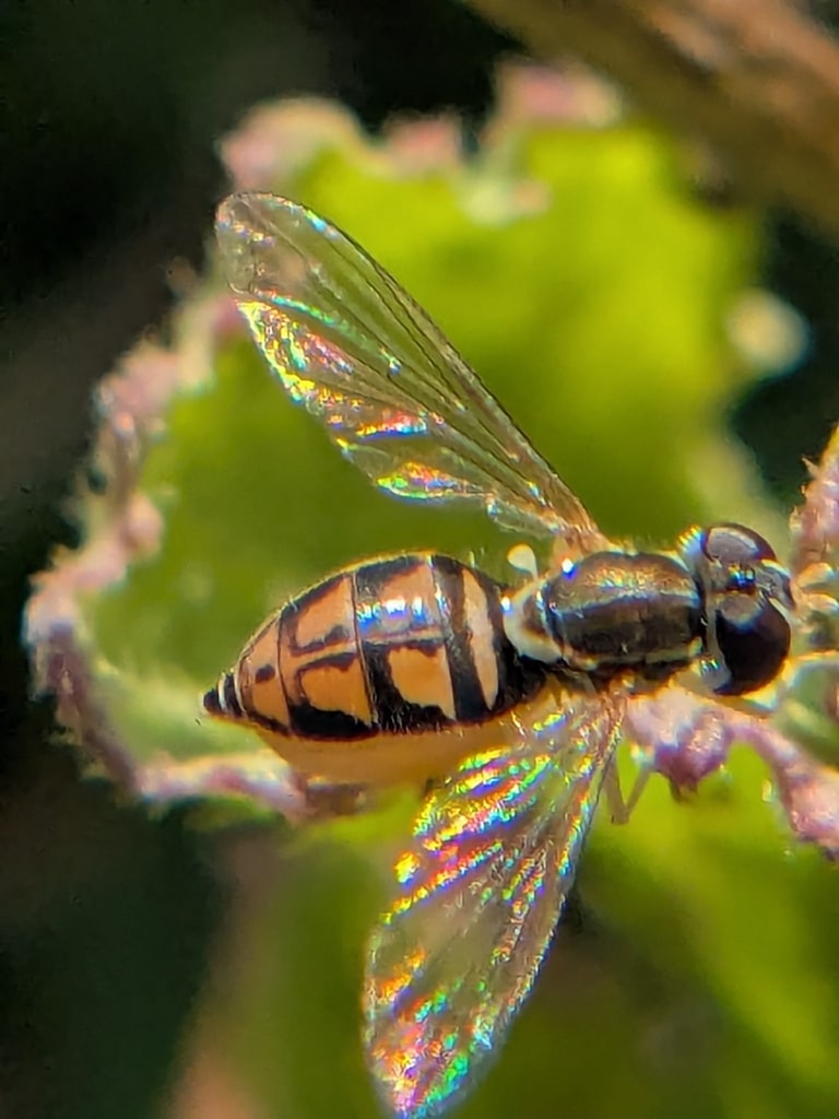 Gravid Margined Calligrapher hover fly