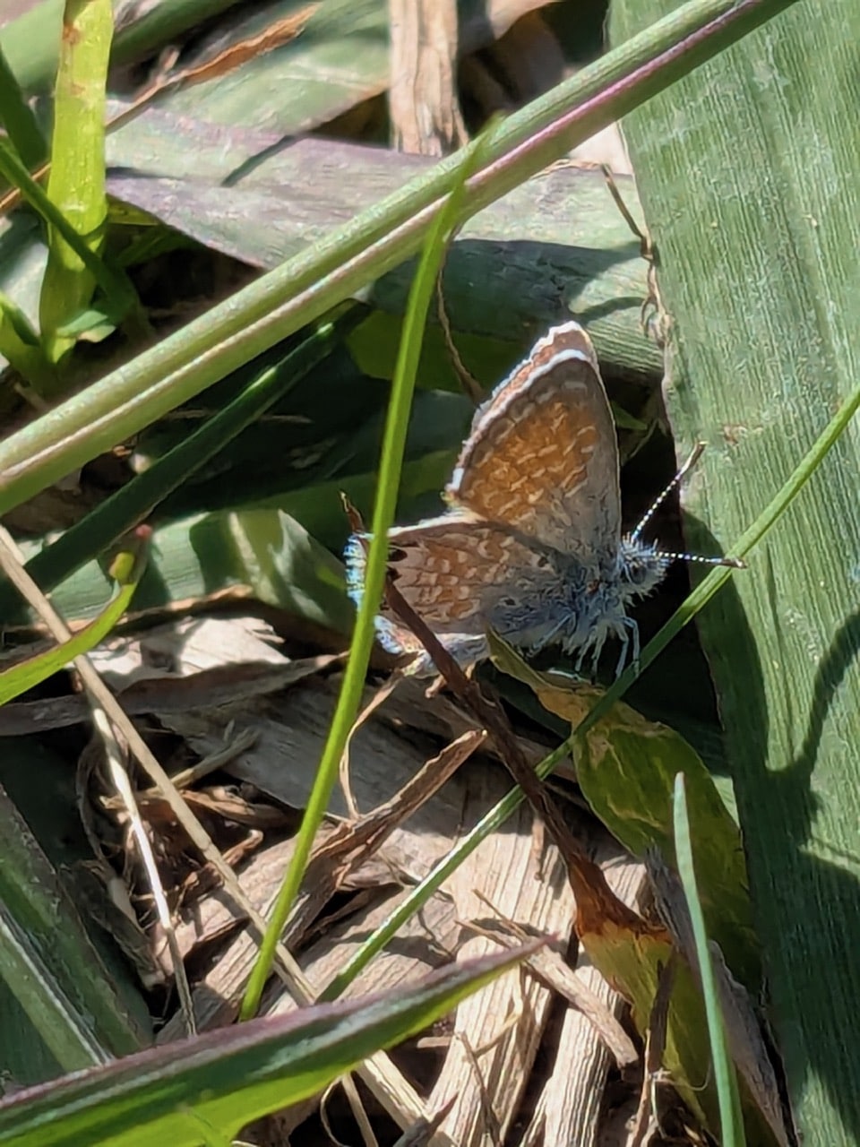 Western Pygmy Blue butterfly