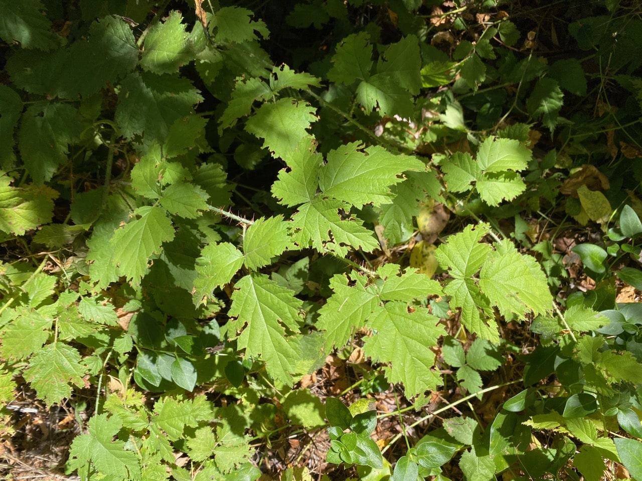 IMG_0275.jpeg