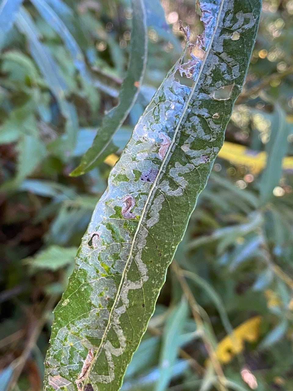 IMG_0279.jpeg