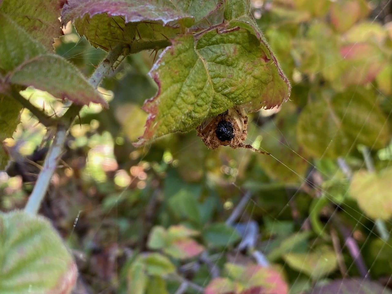 IMG_0386.jpeg